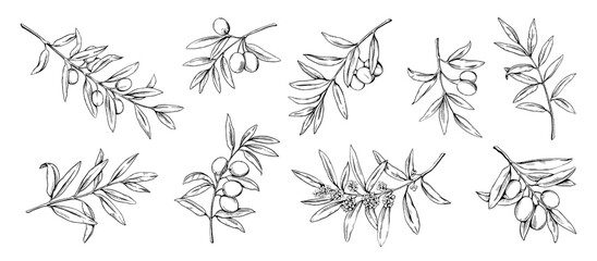 Olive branch. Hand drawn flowers or leaves. Mediterranean flora. Agriculture plants. Foliage sketch art. Greek botanical engraving elements set. Vegetarian oil. Vector illustration