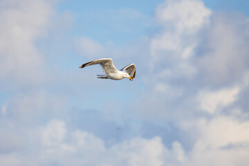 Möwe im Flug