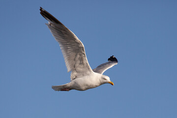 Möwe im Flug