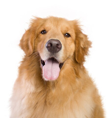 golden retriever isolated on white background