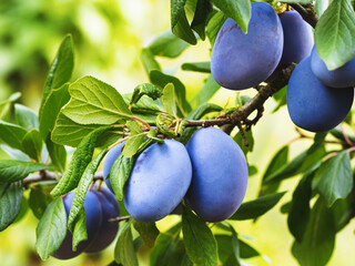Ripe plum fruit (Prunus domestica) on branch of tree. Fresh bunch of natural fruits growing in...