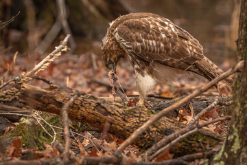 Red-tailed Hawk finishes the remnants of its meal
