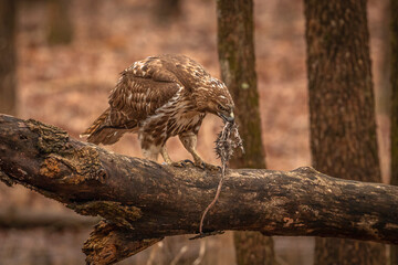 Red-tailed Hawk finishes the remnants of its meal