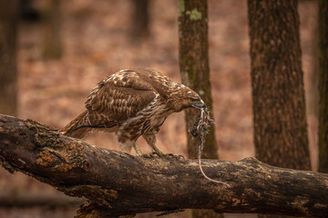Red-tailed Hawk finishes the remnants of its meal