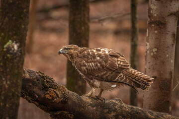 Red-tailed Hawk finishes the remnants of its meal