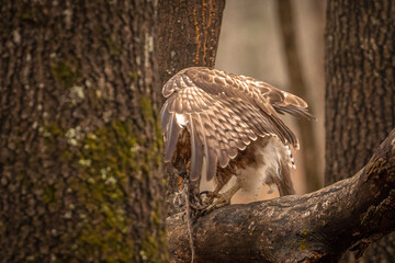 Red-tailed Hawk finishes the remnants of its meal
