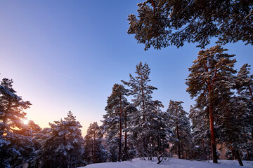 Sunrise in the wood between the trees strains in winter period. Winter forest on the morning.