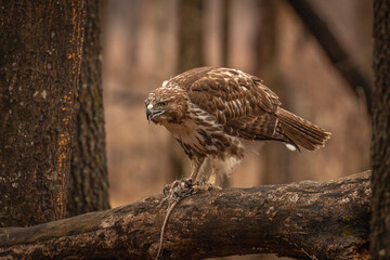 Red-tailed Hawk finishes the remnants of its meal