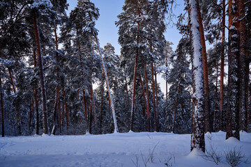 Sunrise in the wood between the trees strains in winter period. Winter forest on the morning.