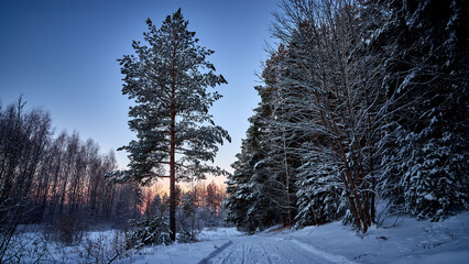 Sunrise in the wood between the trees strains in winter period. Winter forest on the morning.