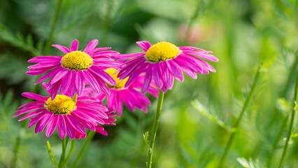 Obraz premium Bright Pink daisy flowers grow in the garden