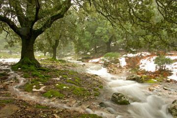 Obraz premium Torrente de Binifaldó.Binifaldó.Escorca.Sierra de Tramuntana.Mallorca.Baleares.España.