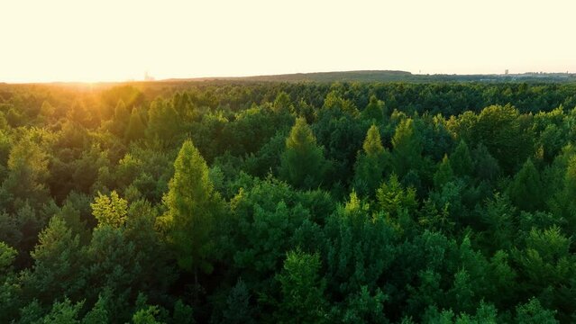 Drone flight over a large forest against the setting sun. The concept of forests, lots of trees and greenery. Aerial view to forest and trees.
