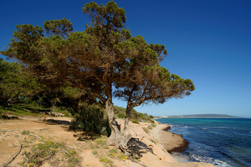 Fototapeta na wymiar Playa de Mitjorn,sabina (Juniperus phoenicea).Formentera.Islas Pitiusas.Baleares.España.