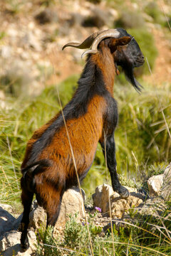 Boc Balear, cabra salvaje mallorquina.La Trapa.Andratx.Sierra de Tramuntana.Baleares.Espa&ntilde;a.