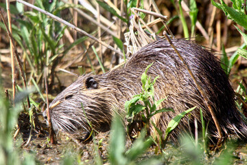 Nutria