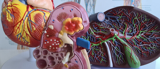 Anatomy of the internal organs of heart kidneys and liver