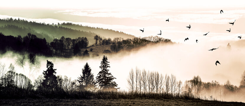 autumnal picture - fogy forest and flying birds