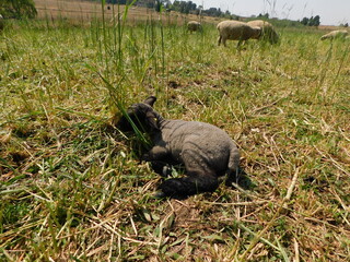 Closeup view of a Hampshire Down Lamb sleeping with its head in Oats plant grasses on a plantation...