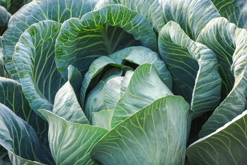 Obraz premium white-headed cabbage leaves grow in the garden. cultivation of cabbage concept