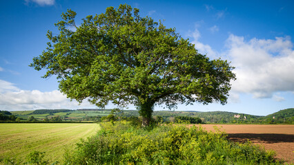 Fototapeta premium Oak tree in the middle of fields at Dunster, West Somerset on a summer's day