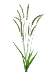  Fresh green grass with seeds isolated on white  