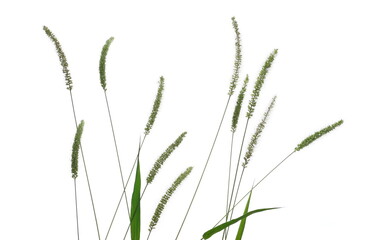 Fresh green grass with seeds isolated on white background, clipping path