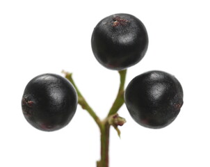 Macro Danewort, dwarf elder plant with elderberries isolated on white (sambucus ebulus)