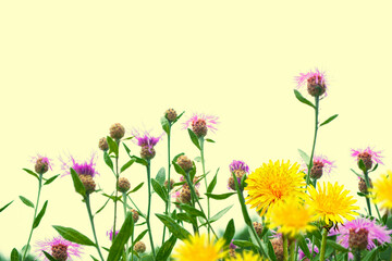 Obraz na płótnie Canvas Fluffy dandelion flower against the background of the summer landscape.