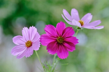 Obraz premium 窓際のピンクのコスモス