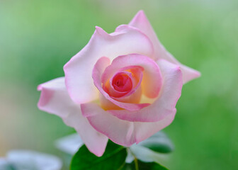 1輪のピンクのバラ　プリンセス・ドゥ・モナコ