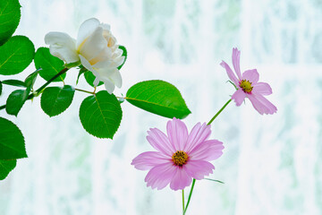 窓際の白バラ　サマーメモリーズとコスモスの花