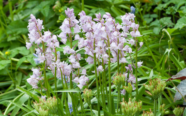 Flowers of pink colored English Bluebells