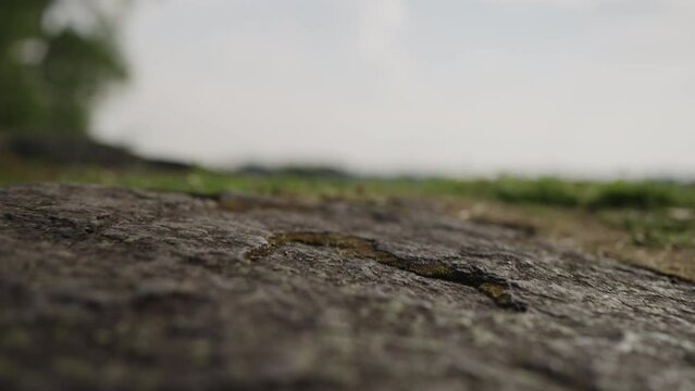 Slow motion detail shot of forest path gimbal shot