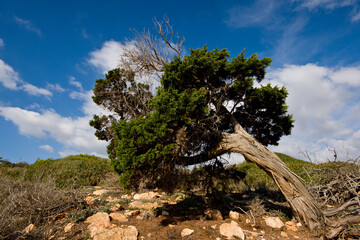 Fototapeta na wymiar Sabina doblada por el viento (Juniperus Phoenicea). Es Codol Negre.Ses salines.Mallorca.Baleares.España.