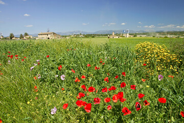 Campo de cereales. Pla de Sant Jordi.Palma.Mallorca.Islas Baleares. España.