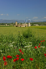 Campo de cereales. Pla de Sant Jordi.Palma.Mallorca.Islas Baleares. España.