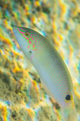 キュウセン　沖縄　カラフル　魚