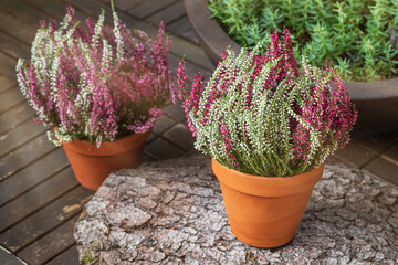 Blooming white and pink heather flowers (calluna vulgaris L.) in clay pot on wooden terrace floor...