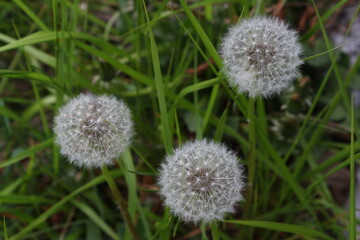 Dandelion flowers