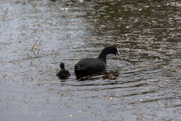 Adult and chick of Red-knobbed coot, Fulica cristata, in the Natural Park of El Hondo, municipality of Crevillente, province of Alicante, Spain