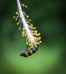 yellow insect hanging on a flower. this macro photo was taken from Bangladesh.