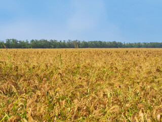 Agricultural landscape. Yellow-green millet field. The millet crop is ripening in the field