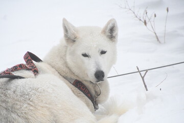 Sled dog in winter snow