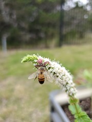 Closeup of bee on flower