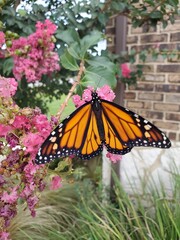 Stages of a butterfly in nature