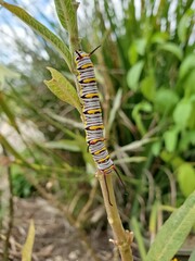 Stages of a butterfly in nature