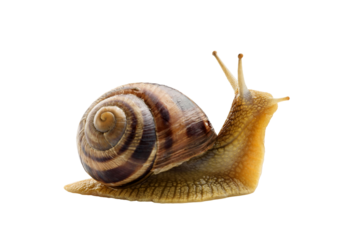 Grape snail cut without background.