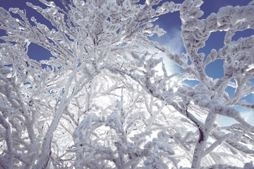 Fototapeta premium Winter Vibes