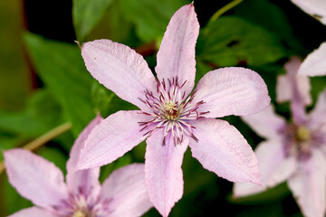 Pink clematis close-up. Beautiful natural background with pink flowers. selective focus